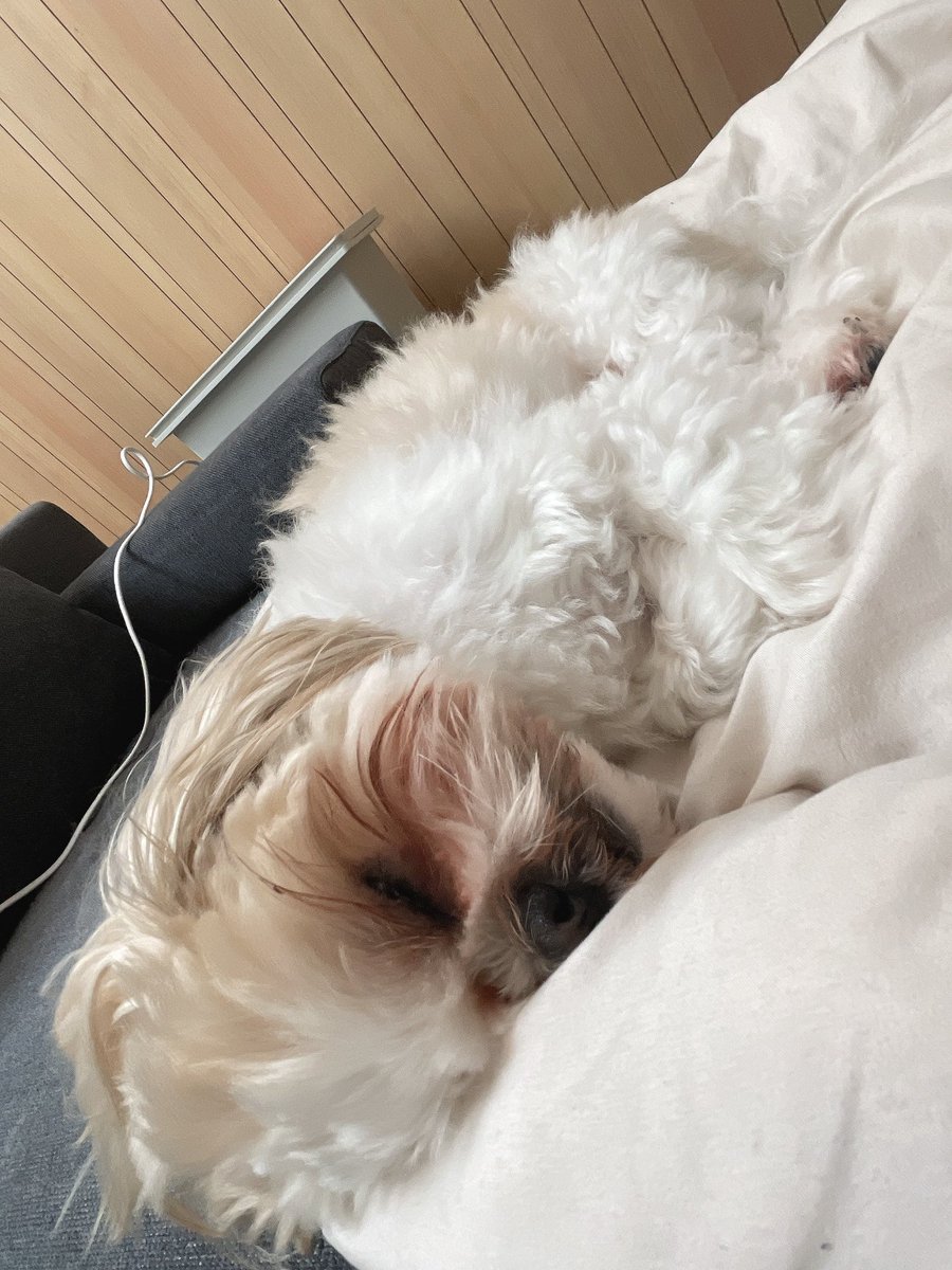 aba_mugi's tweet image. 沢山遊んでおつかれのご様子