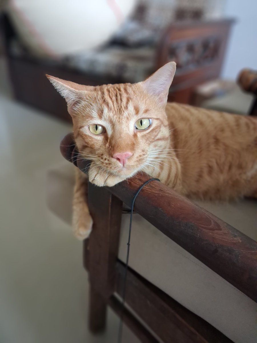 aethwer's tweet image. cheeto photoshoot