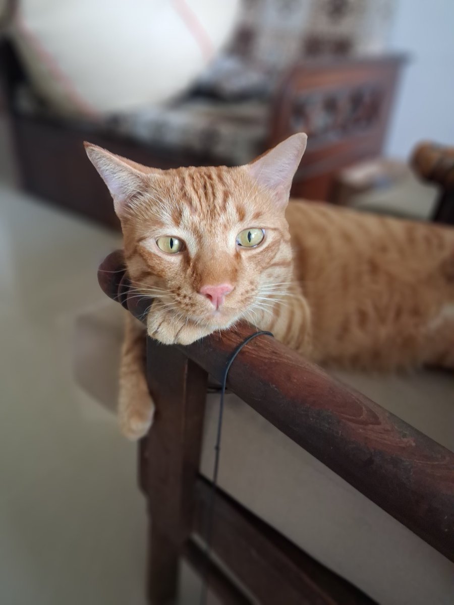 aethwer's tweet image. cheeto photoshoot