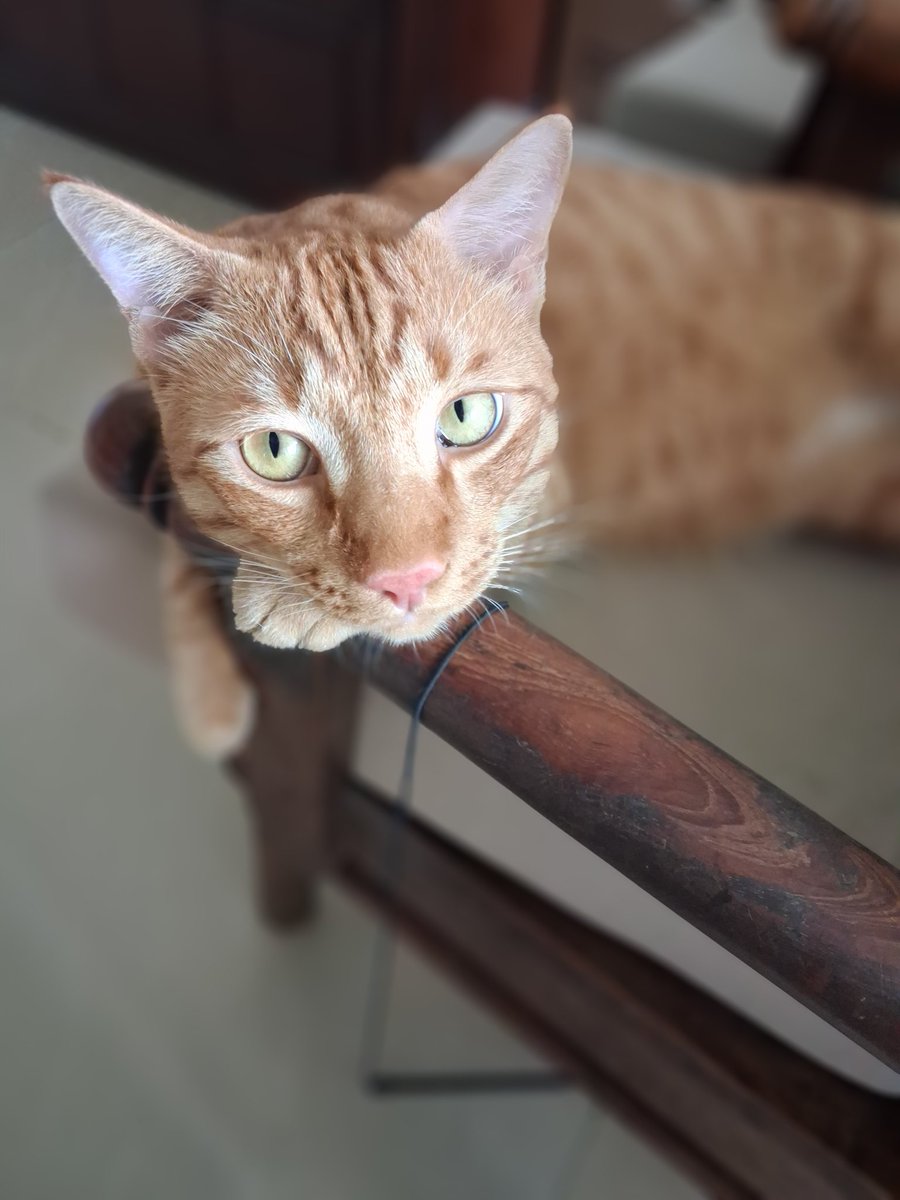 aethwer's tweet image. cheeto photoshoot