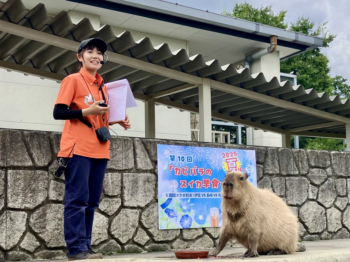 capybarabath's tweet image. 【那須】
那須どうぶつ王国からは去年に引き続き「ギバ」が参戦しました。
栃木のブランドスイカ【与一西瓜】を美味しくいただきました。
気になるタイムは、、、3分13秒06でした!!
ごちそうさまでした🍉
#カピバラ
#カピバラのスイカ早食い競争