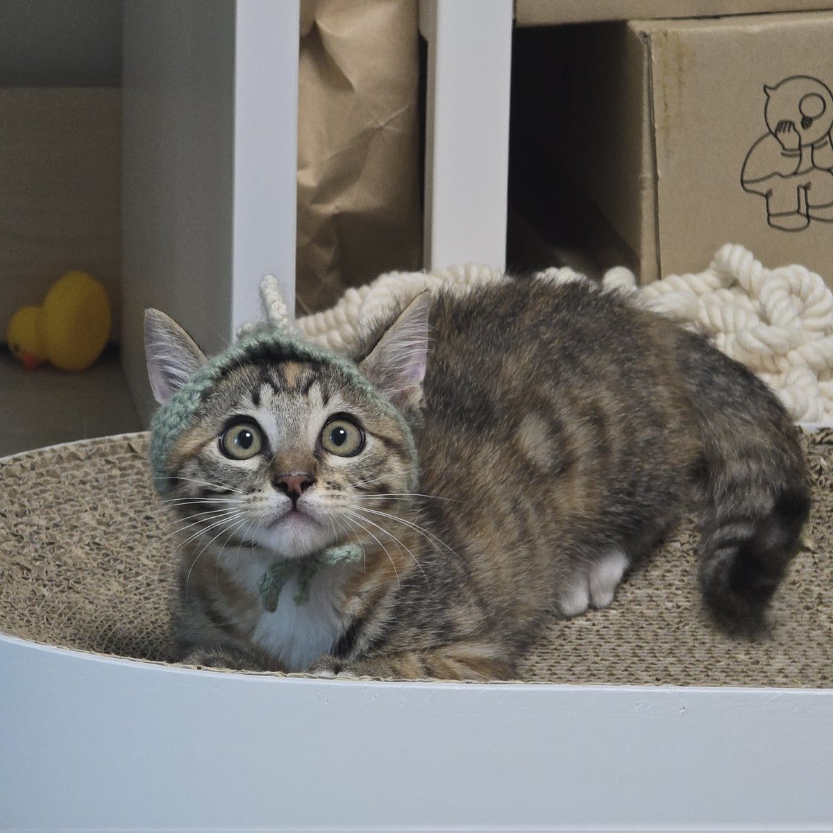 _imbo___'s tweet image. 곤룡...!
곤히 입양신청 링크⬇️
nabiya.org/adopt
🐱 곤히/여/2025년5월11일생(추정)
🐱 2차 접종/구충완료
#나비야사랑해_곤히 #가족찾는_곤히 #서울경기인천