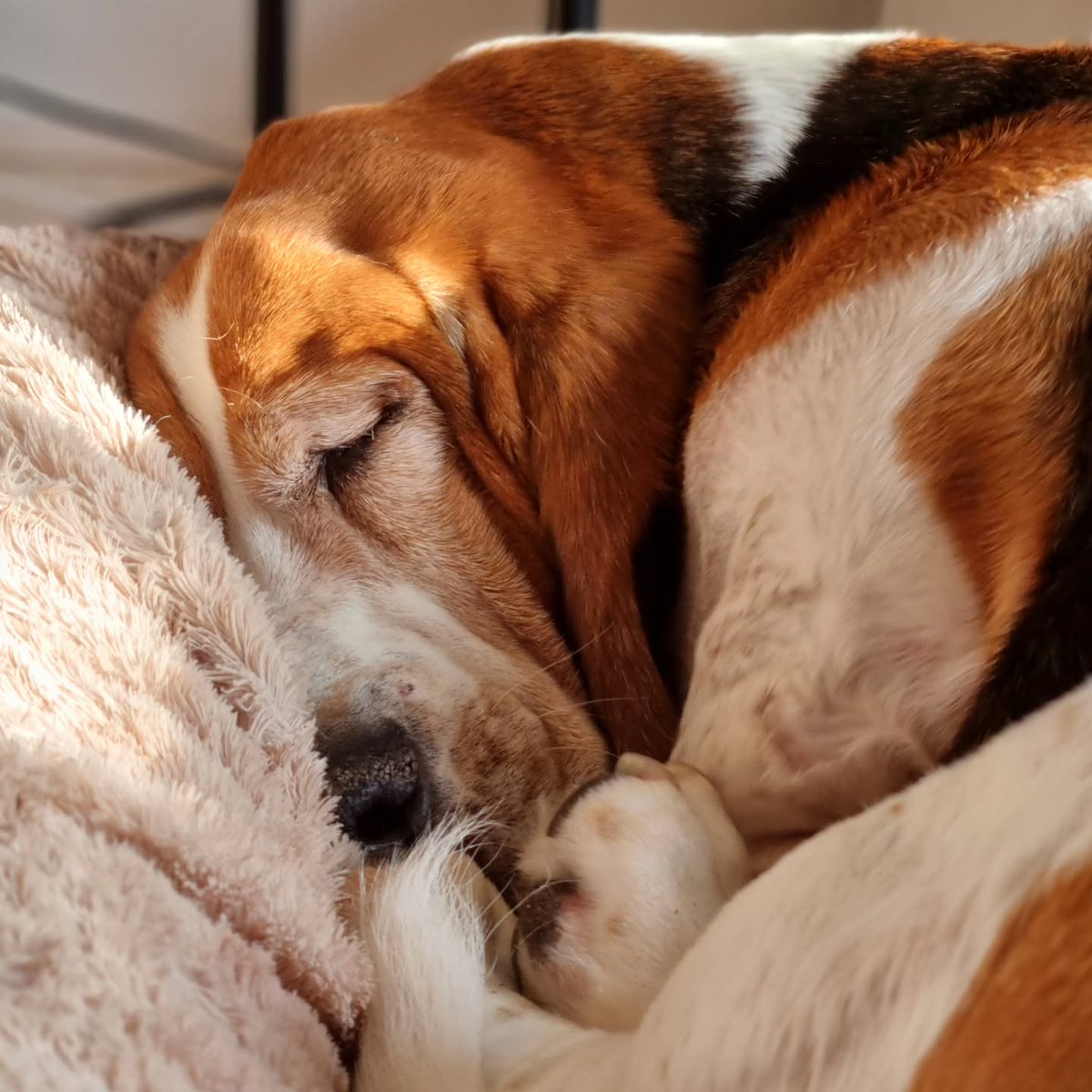 CarlosMerritte's tweet image. Sleeping Beauty.What a lovely picture😍😍
#basset #bassetlove #bassethoundmoments #bassethoundsofinstagram #bassethounds #BassetHoundLoverUSA