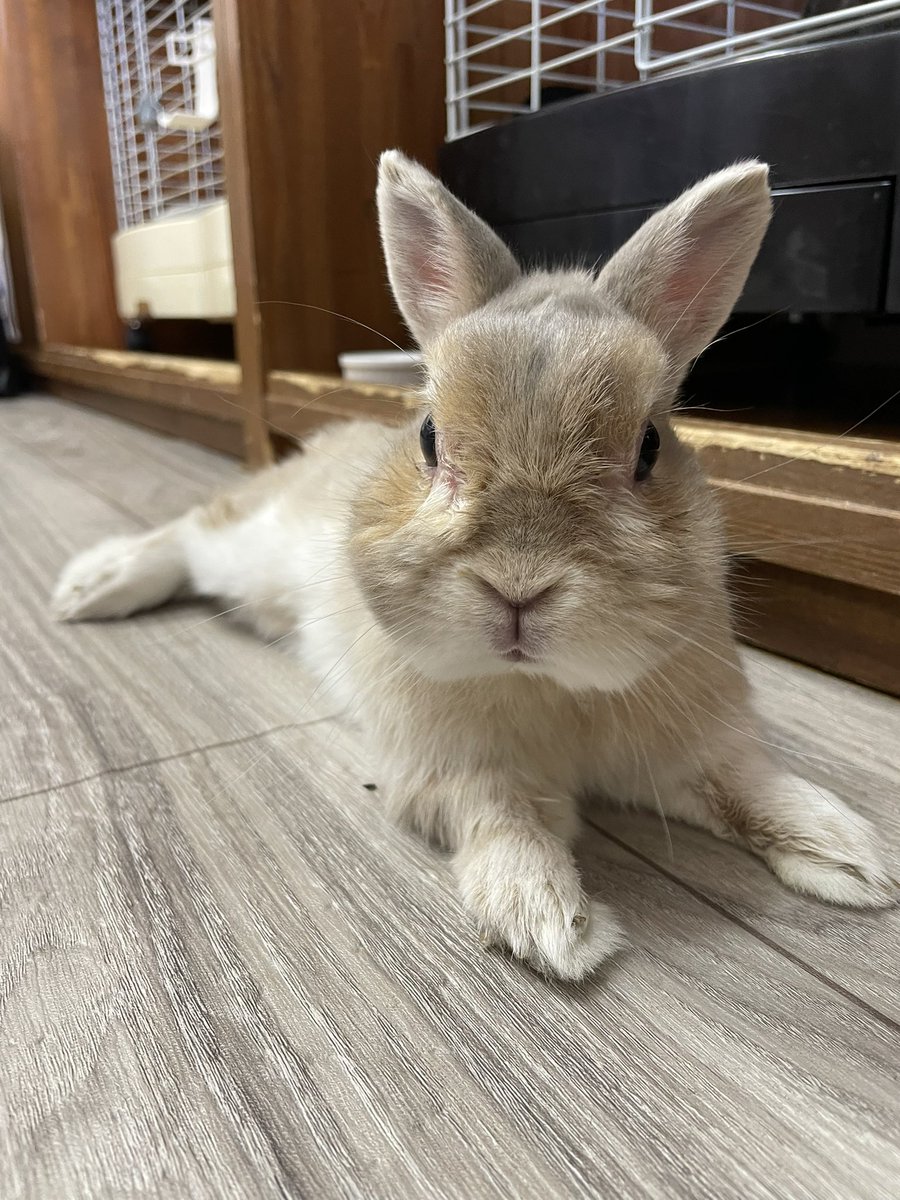 chocolate_otter's tweet image. やよいちゃんとおふろくん😊