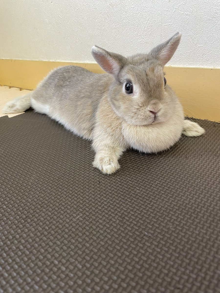 chocolate_otter's tweet image. やよいちゃんとおふろくん😊