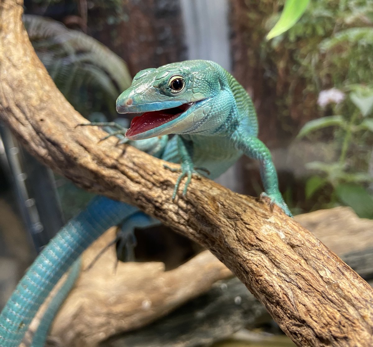ashley_lizard's tweet image. うち生まれなのに未だに飼い主を威嚇する山葵くん

今日は舌がベロベロ出てないからちょっと控えめ

#ミドリガストロカナヘビ