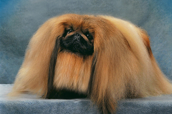 bwooos's tweet image. spent some time looking at dog breeds with my partner and holy shit ive never seen a creature so abandoned by god im calling him cubert