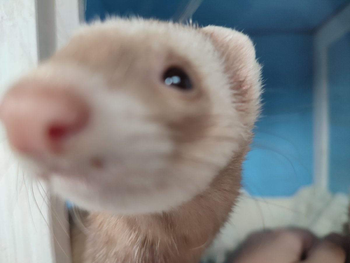 FerretPerHour's tweet image. 