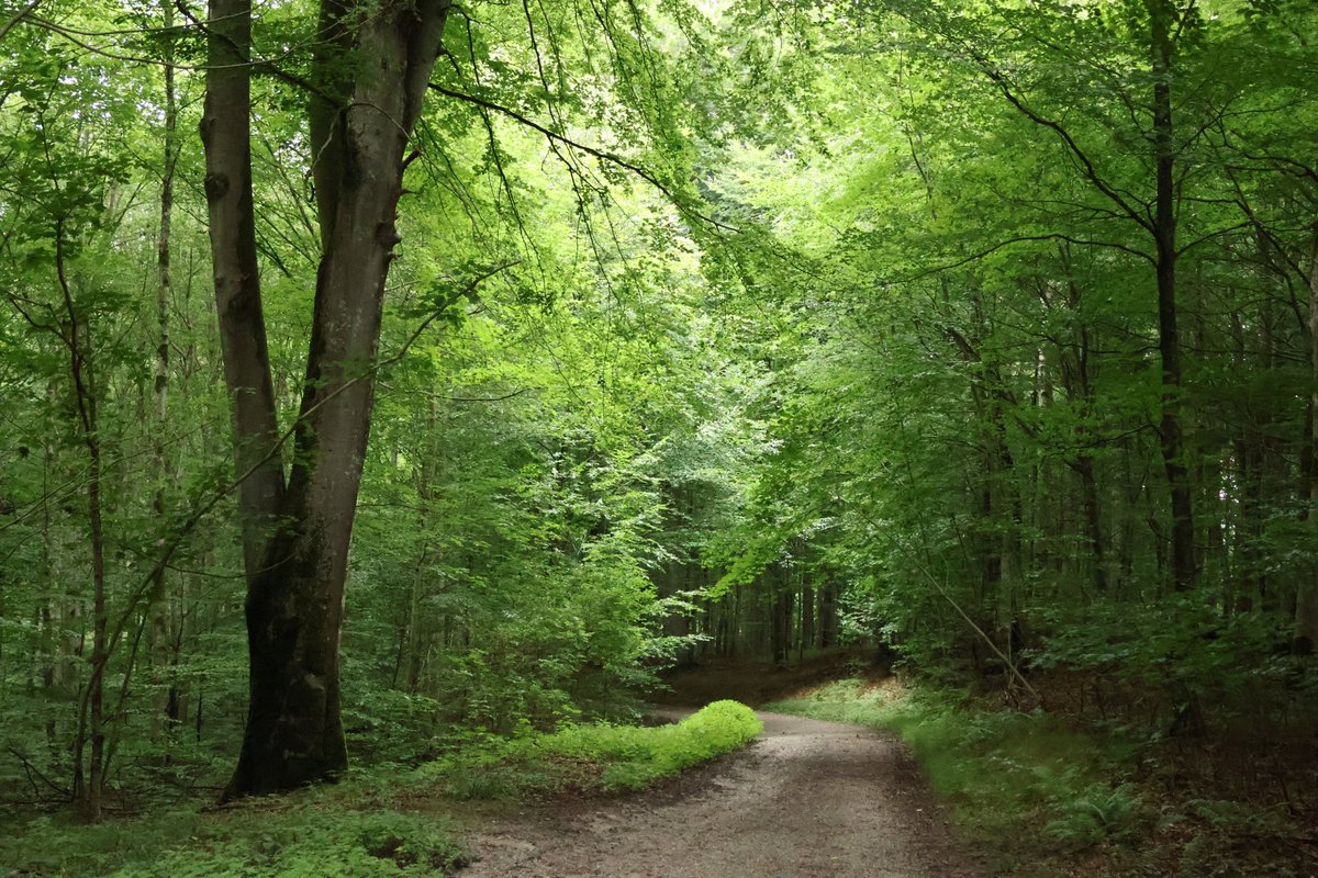 ThomasM73576526's tweet image. Whispers Beneath a Slow Sunrise
Mist lingers in the folds of the earth, soft as thought before it forms a name.
No one asks the mountain why it stands, it simply is, and that is enough.
I watch a leaf fall, spiraling without aim, yet arriving exactly where it must.
A dog…