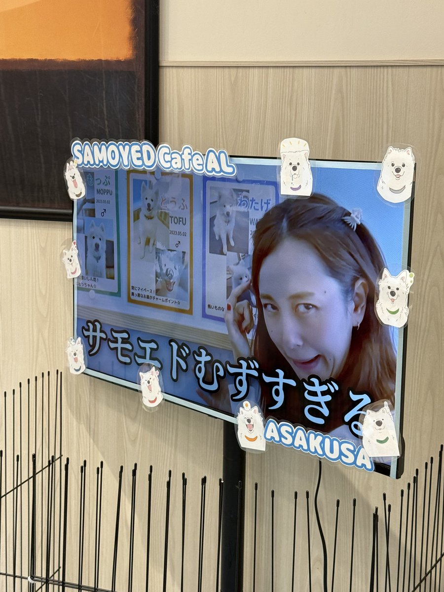 wonaml's tweet image. そういや昨日サモエドカフェ行ったら野生のわたげいた