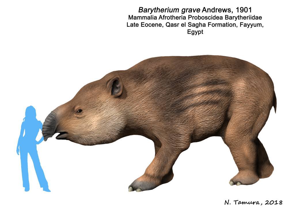 100AcreAdvHawk's tweet image. Elephant’s Memory…
“Catch a wave when you’re sitting on top of the world” -Beach Boys, or is that a Beached Barytherium? Since there’s been some periodic discussions about the Mammoths 🦣 being flash frozen with fresh food still in their mouths, I thought I’d share a little…