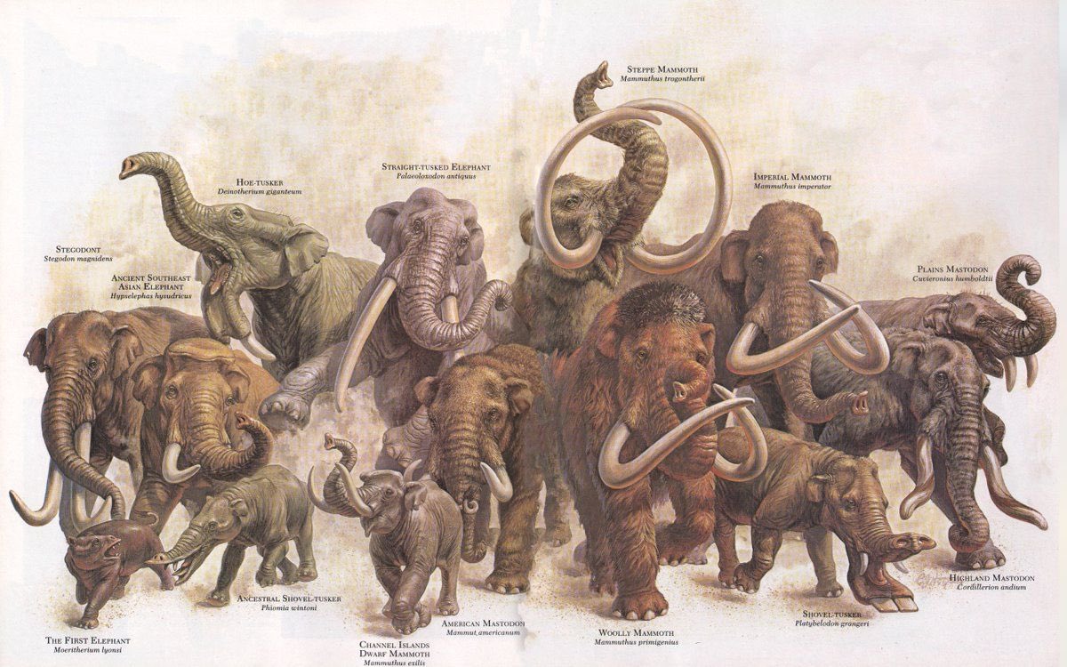 100AcreAdvHawk's tweet image. Elephant’s Memory…
“Catch a wave when you’re sitting on top of the world” -Beach Boys, or is that a Beached Barytherium? Since there’s been some periodic discussions about the Mammoths 🦣 being flash frozen with fresh food still in their mouths, I thought I’d share a little…