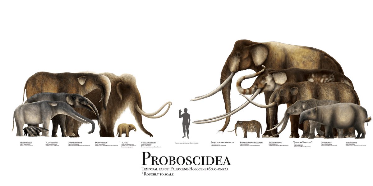 100AcreAdvHawk's tweet image. Elephant’s Memory…
“Catch a wave when you’re sitting on top of the world” -Beach Boys, or is that a Beached Barytherium? Since there’s been some periodic discussions about the Mammoths 🦣 being flash frozen with fresh food still in their mouths, I thought I’d share a little…