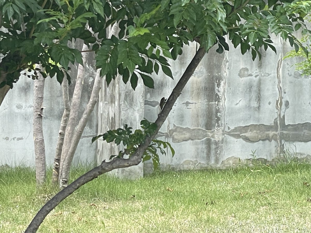 yanagi_lpc's tweet image. セミいてた
(私は大の苦手です)