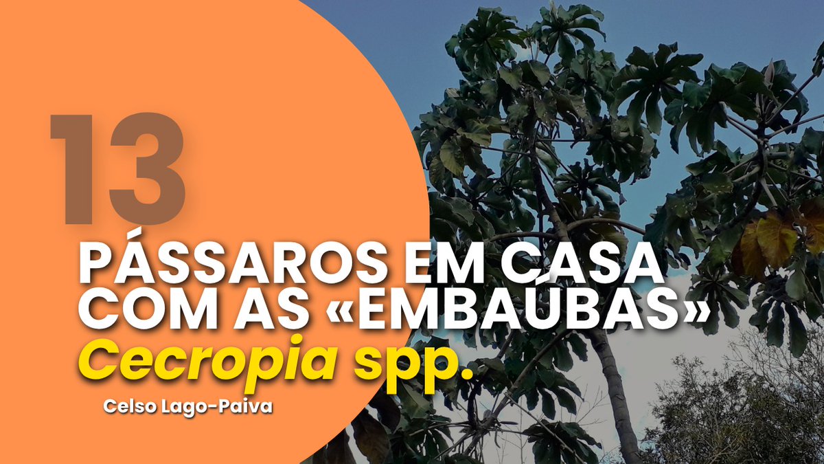 .
ASSISTA AO VÍDEO
«TENHA MUITAS AVES NO JARDIM com as «EMBAÚBAS»»
NO CANAL «CONSERVACIONISMO EM AÇÃO»,
que estreia neste domingo, 27 de julho:
youtube.com/watch?v=LtFJtY…

Curta o vídeo e assista-o até o final.

Grande abraço,
Celso Lago-Paiva, Produção
.