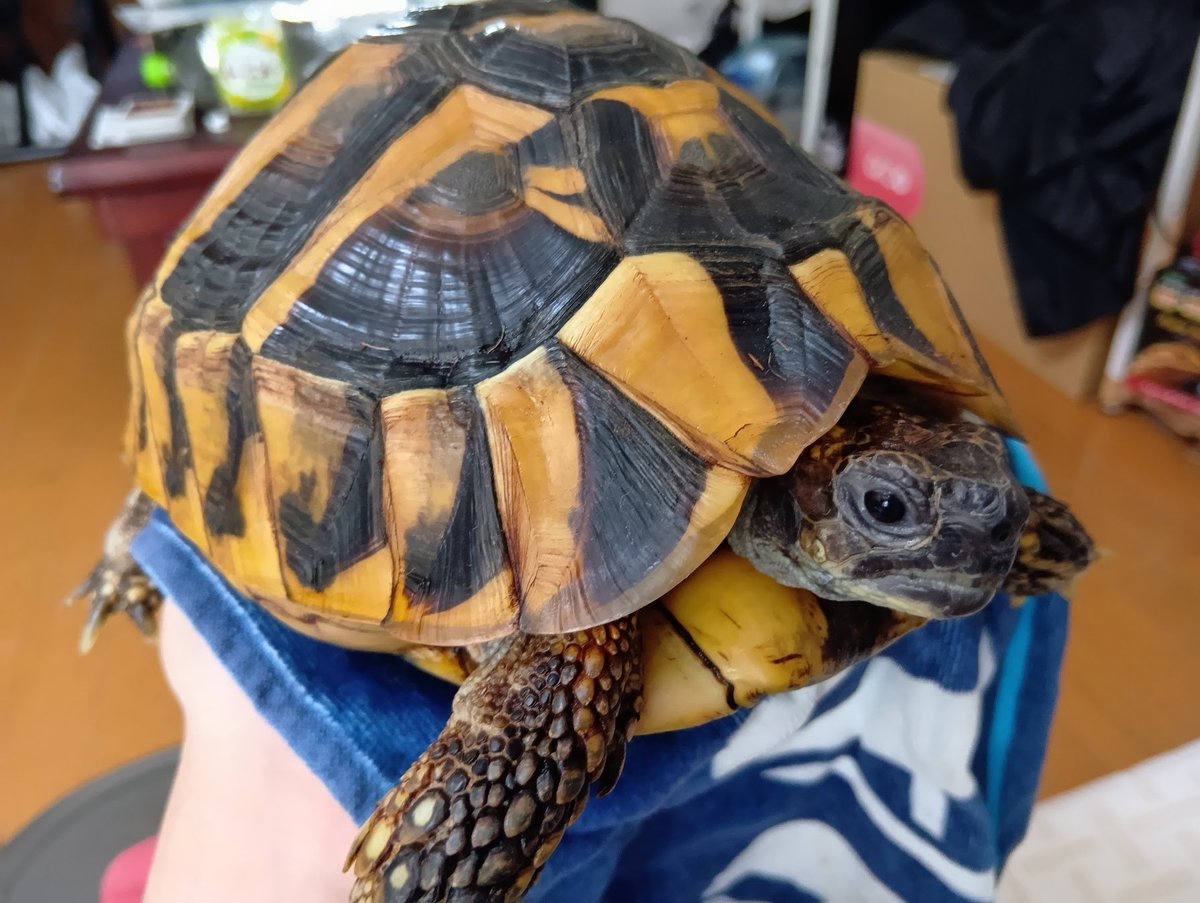 netagao's tweet image. かわいい