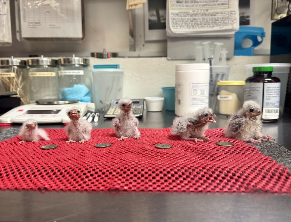 scholarlyzephyr's tweet image. Dottore clones when they&apos;re first made