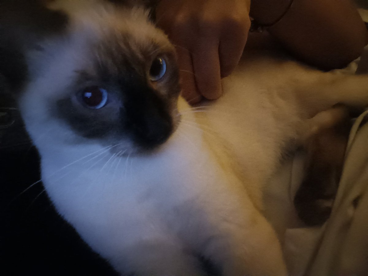 sieums's tweet image. I'm raising him to be evil so he will commit crimes and soon create an evil army to do evil things