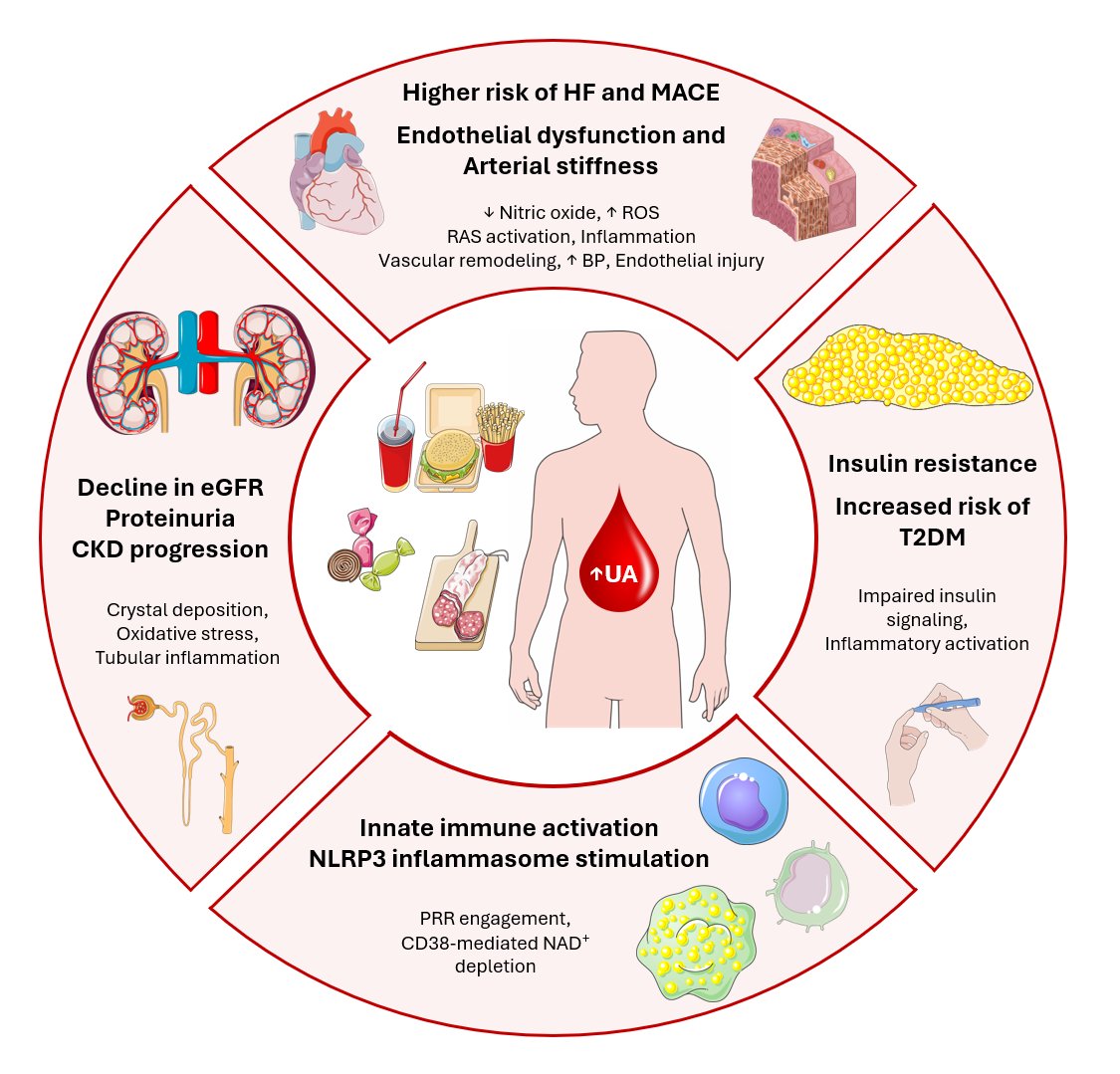 FedericaFogacci's tweet image. Our 🆕 review is out in the @EJIM_journal!
In the first part of this series, we explore the dual nature of UA: from antioxidant to pro-inflamm mediator driving endothelial dysf, kidney damage & 🫀 risk. We also discuss the need for personalized targets
📖 doi.org/10.1016/j.ejim…