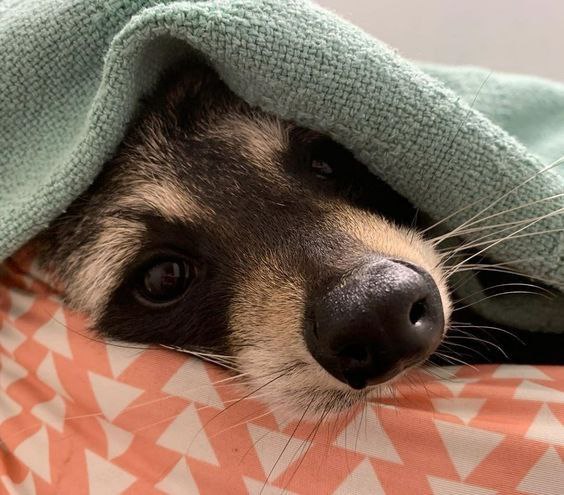 ShouldHaveRacc's tweet image. Goodnight raccoon nation