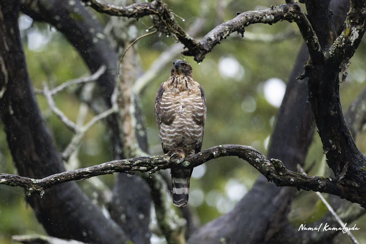 Namalkamalgoda's tweet image. Legge&apos; Hawk Eagle just chilling out. Spotted by @sarindau on safari in Nagarahole National Park in India 

#india #birdsofindia #leggeshawkeagle #eagle #birdsofprey #raptor #nagarholenationalpark #kabini #canonwildlife #lenscoat #zenelli #wildkaranataka