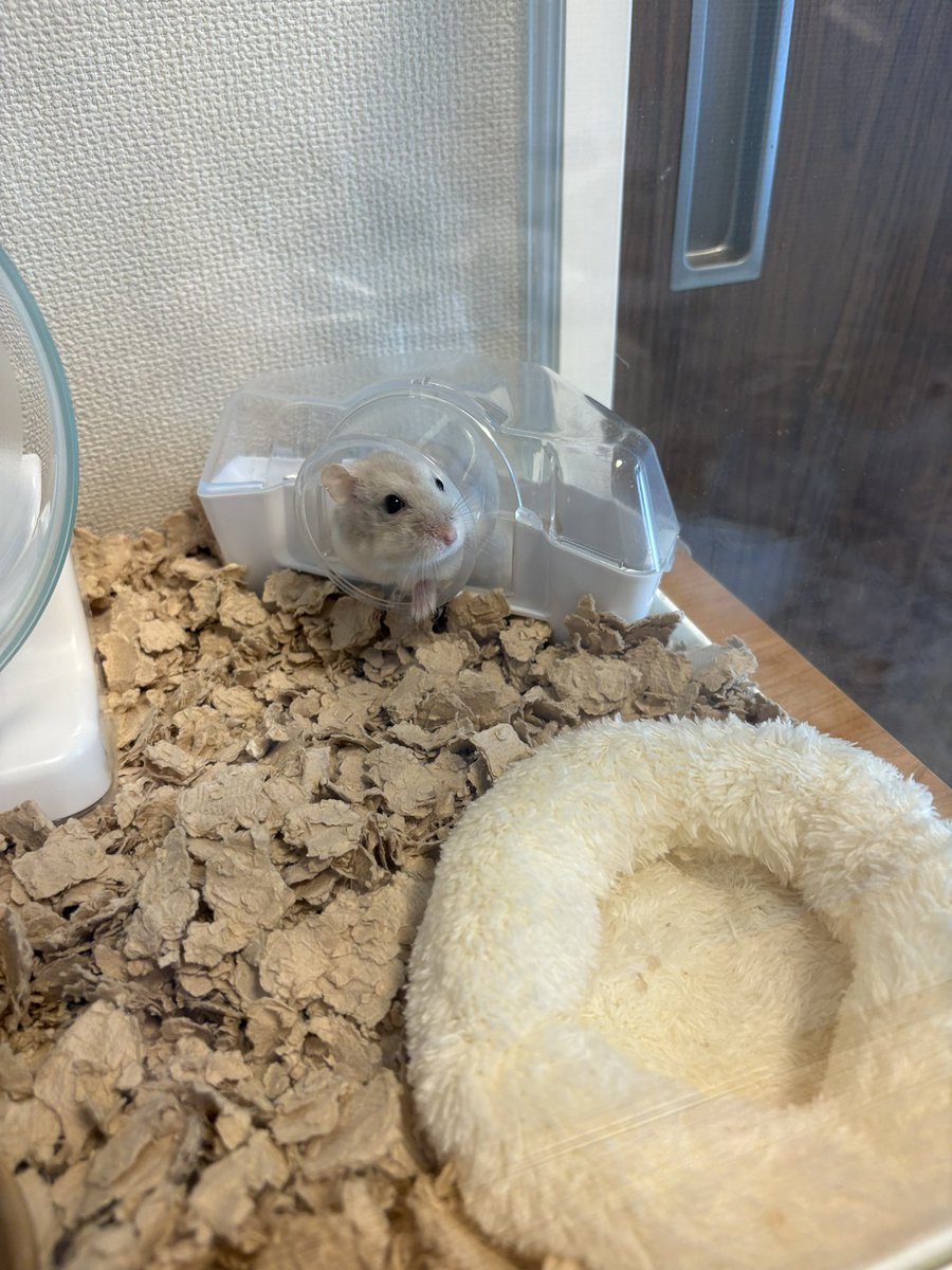 Pch___10's tweet image. お部屋は快適だね🎐🏖☀️