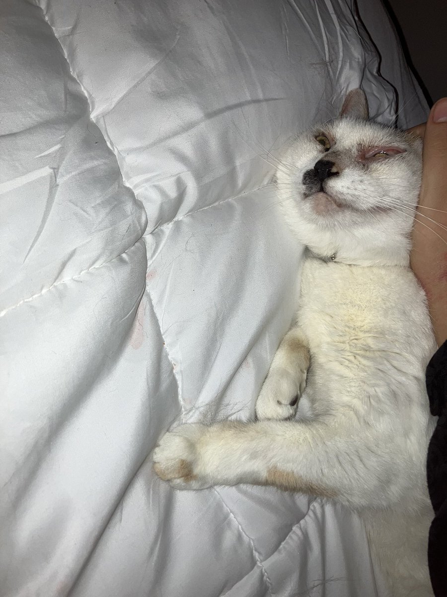 BEETOLICGOLIATH's tweet image. Rub my belly