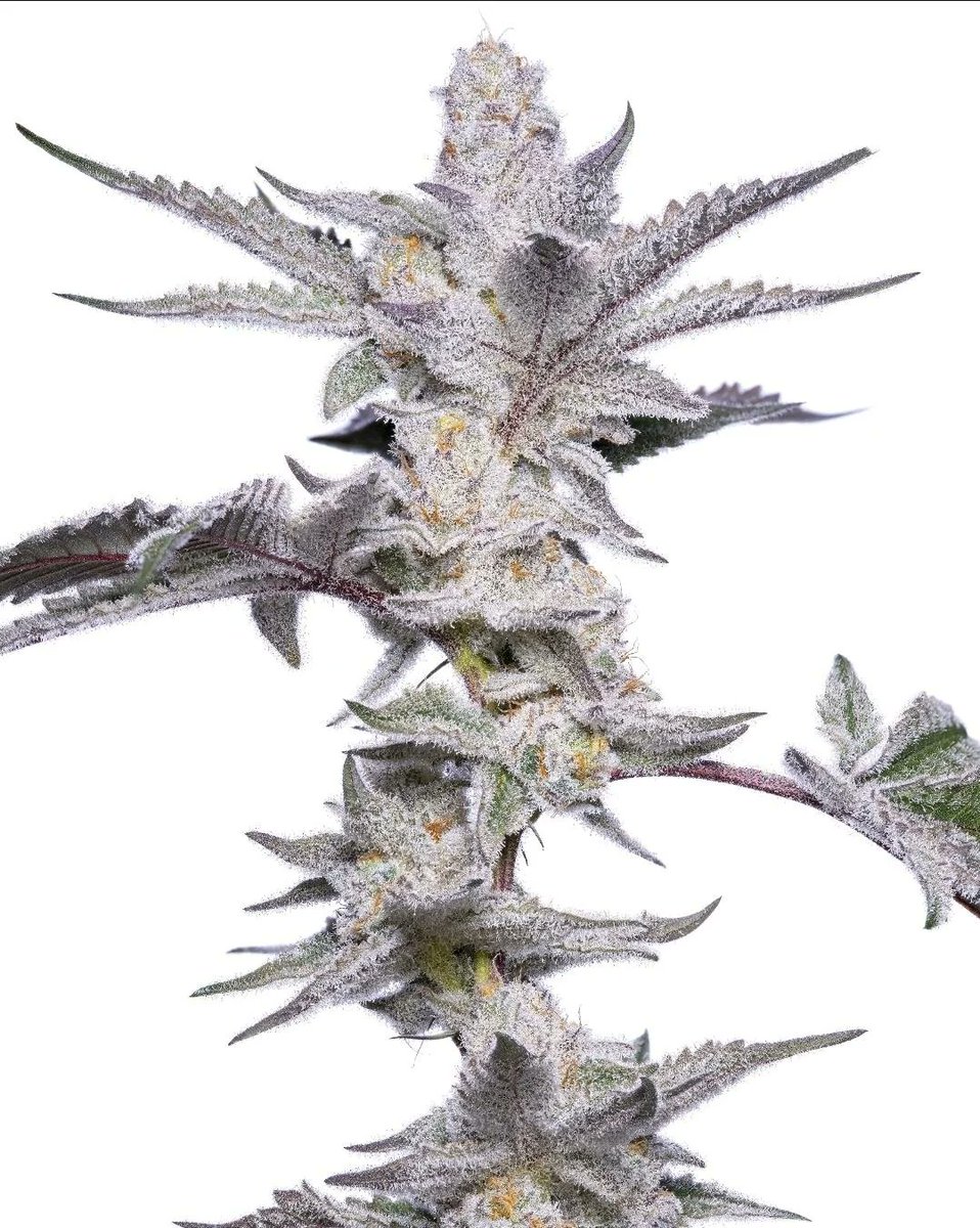 RedVelvetStrain's tweet image. Snow Bunny ❄️🐰