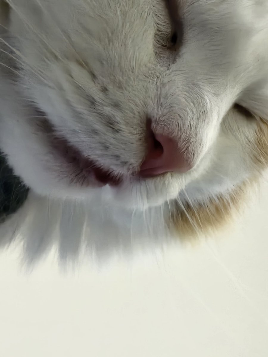TatsutaFuwami's tweet image. You ever just, kinda ??