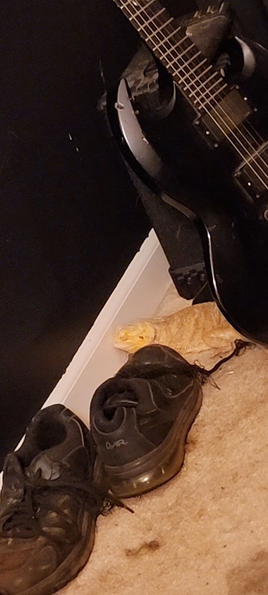 ifihadatoaster's tweet image. He gon eat da bugs