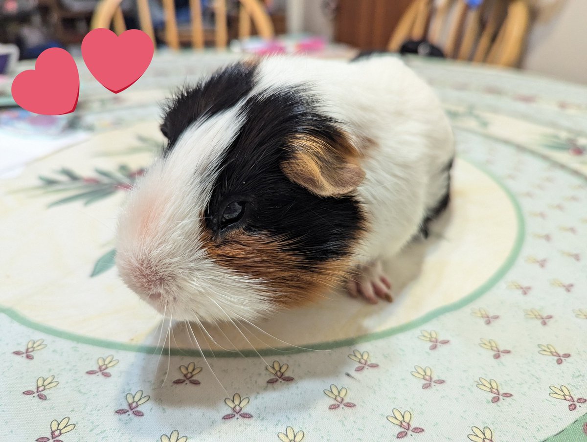 I almost forgot to post, HAPPY BIRTHDAY OLLIE!!! 🎈 🎂🎉 Ollie is 5 years old today. Such a strong trooper after all he's been through lately (2 surgeries over the past month) I love him so much! ❤️❤️❤️