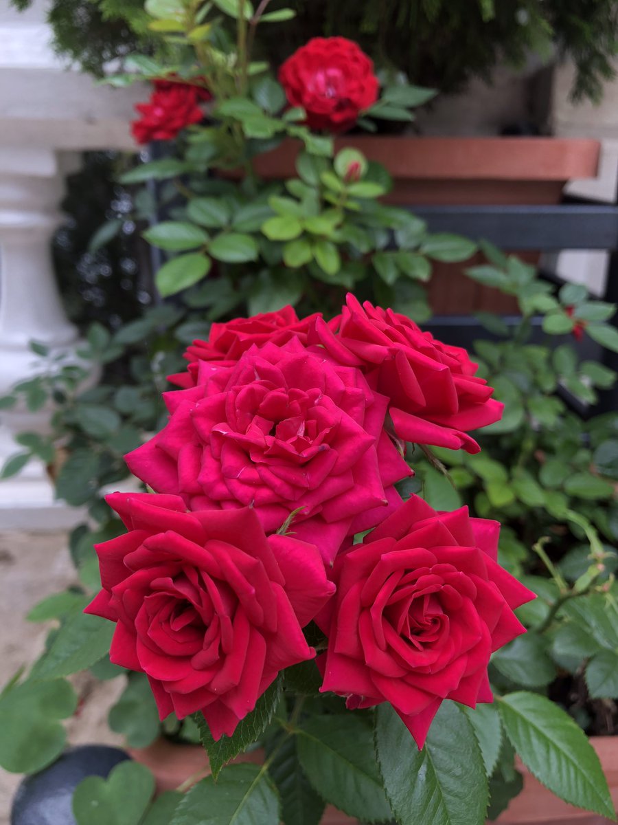 Good morning X-Friends…🌹🍃☕️
Have a blessed and relaxing Sunday 🌳☀️🌹🍃🌹🍃❤️
My photo 📸

#SundayMorning 🌹 #CoffeeTime ☕️ #NatureBeauty ☀️ #StayPositive ❣️ #Blessings 🤍 #PeaceAndLove 🕊️
