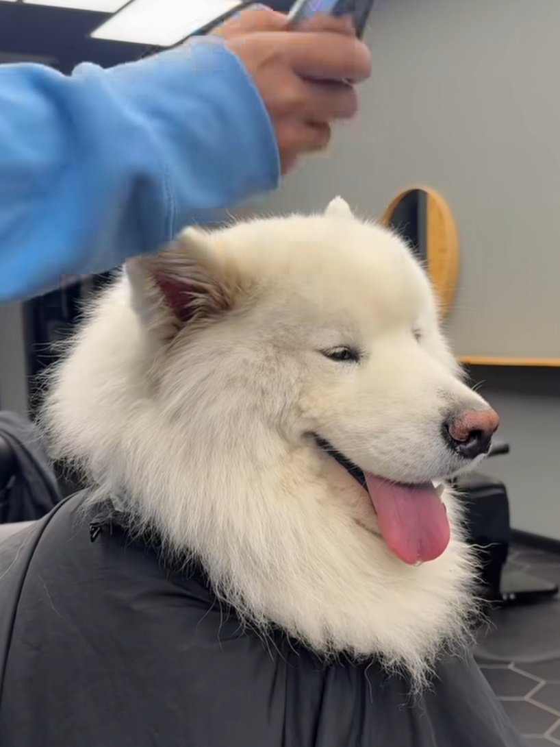 phu_as_samoyed's tweet image. 💇‍♂️
#PHUTATCHAI