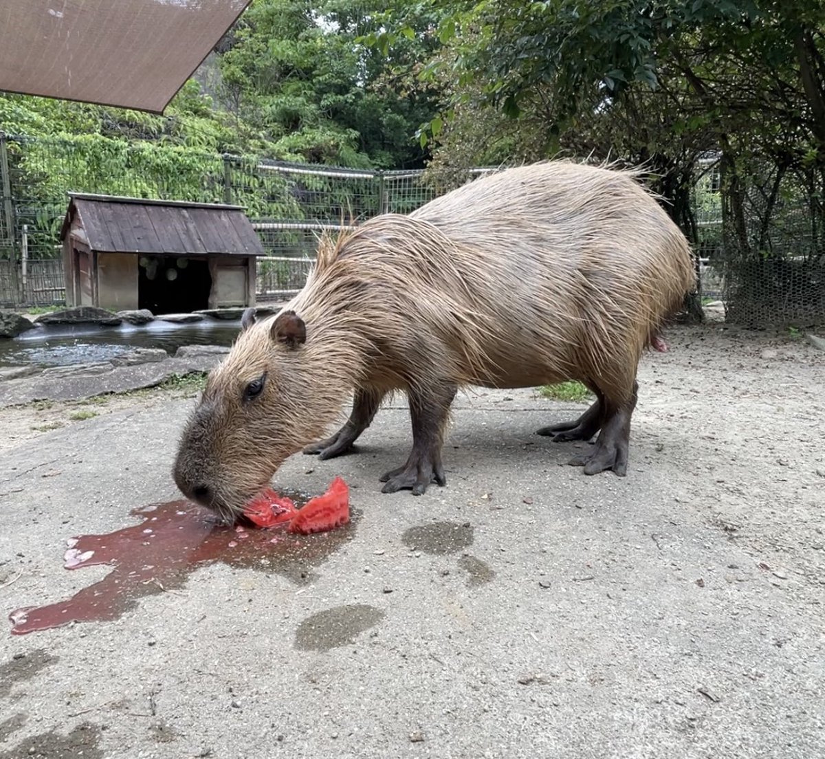 capybarabath's tweet image. 【長崎】
今年初挑戦のミツト。前年王者ヘチマの兄弟です。
記録は1分58秒62。かなり好タイムです。さあ、兄弟対決の行方は?