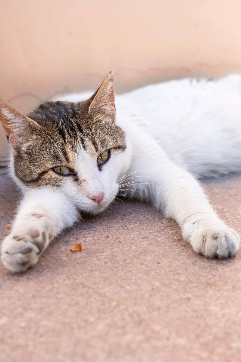 Have a relaxing Sunday dear friends…🌷🍃☕️🐈🧡🤍🩷

#GoodMorningEveryone 🌷 #CoffeeTime ☕️ #CatsLover 🐈 #sundayvibes ☀️ #Blessings 🤍 #PeaceAndLove 🕊️