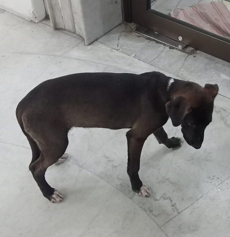 IsabelJunco's tweet image. Está extraviado a resguardo barranca y Minerva edificio. @PrrosPerdidosMX @MascotasSismo @MascotaCoyoacan