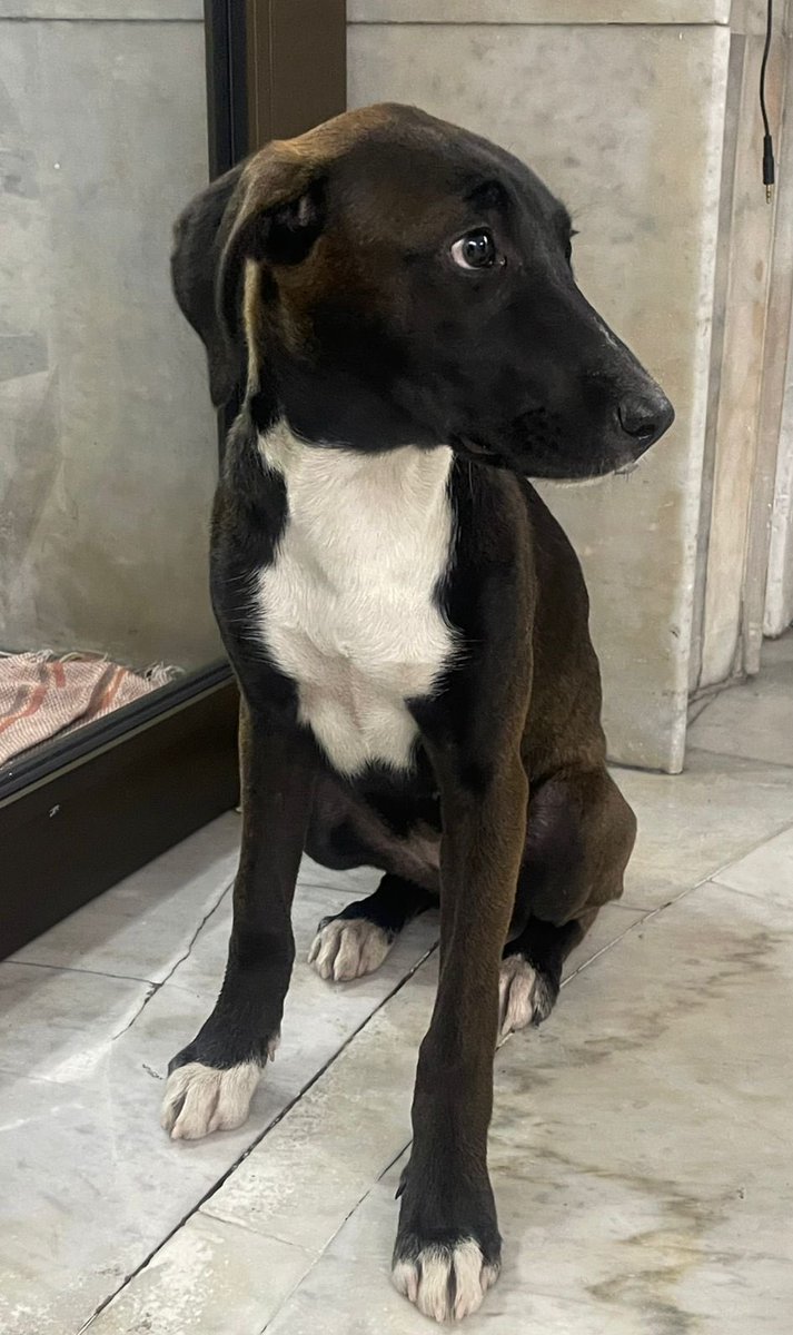 IsabelJunco's tweet image. Está extraviado a resguardo barranca y Minerva edificio. @PrrosPerdidosMX @MascotasSismo @MascotaCoyoacan