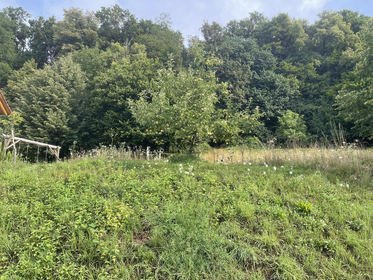 e_dampier's tweet image. Civilised pre Sunday mass walk in the green hills of southern Germany. Unusually wet and cold summer. Trees full of apples and pears. For some reason it was not a great year for plums or other stony fruit with the exception of cherries.