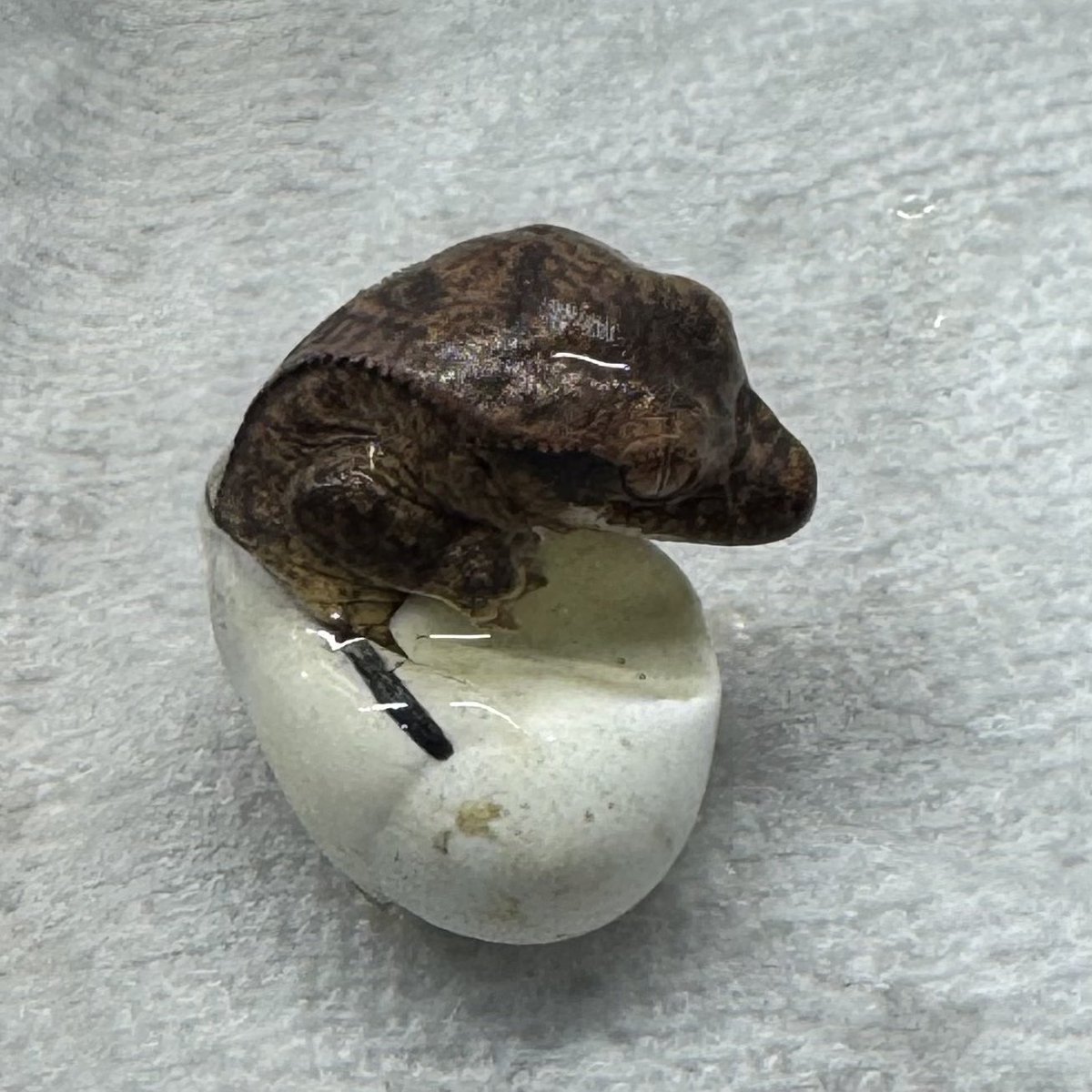 RadEye_reptiles's tweet image. 良リバースピンストライプ生まれてきました🦎
#クレステッドゲッコー