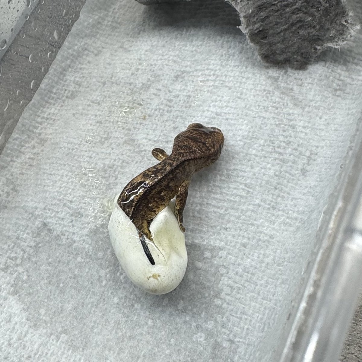 RadEye_reptiles's tweet image. 良リバースピンストライプ生まれてきました🦎
#クレステッドゲッコー