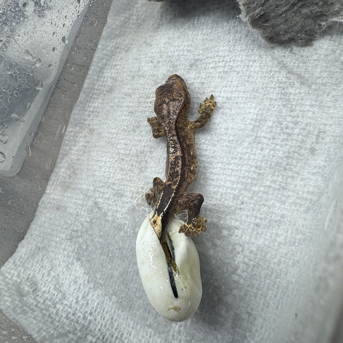 RadEye_reptiles's tweet image. 良リバースピンストライプ生まれてきました🦎
#クレステッドゲッコー