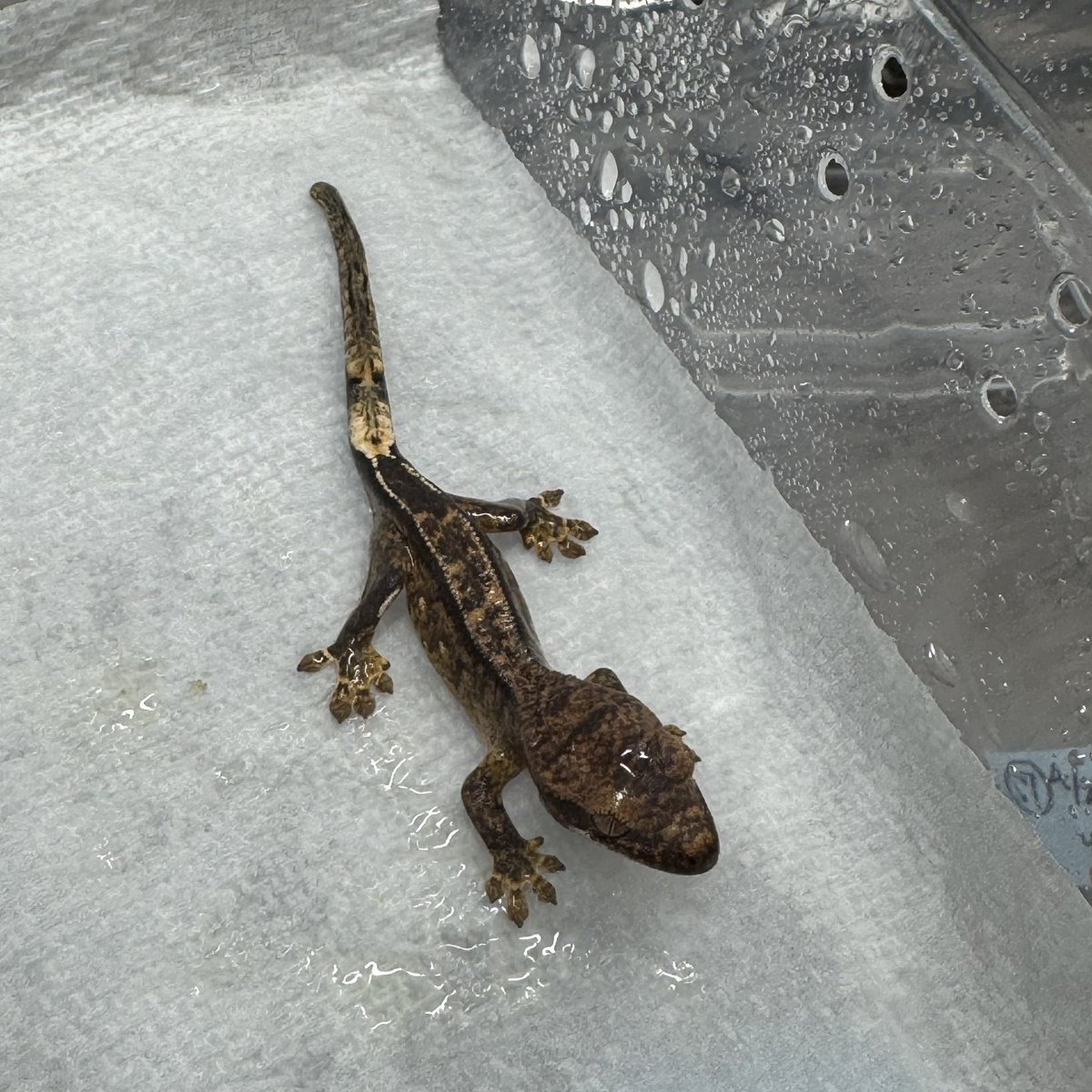 RadEye_reptiles's tweet image. 良リバースピンストライプ生まれてきました🦎
#クレステッドゲッコー