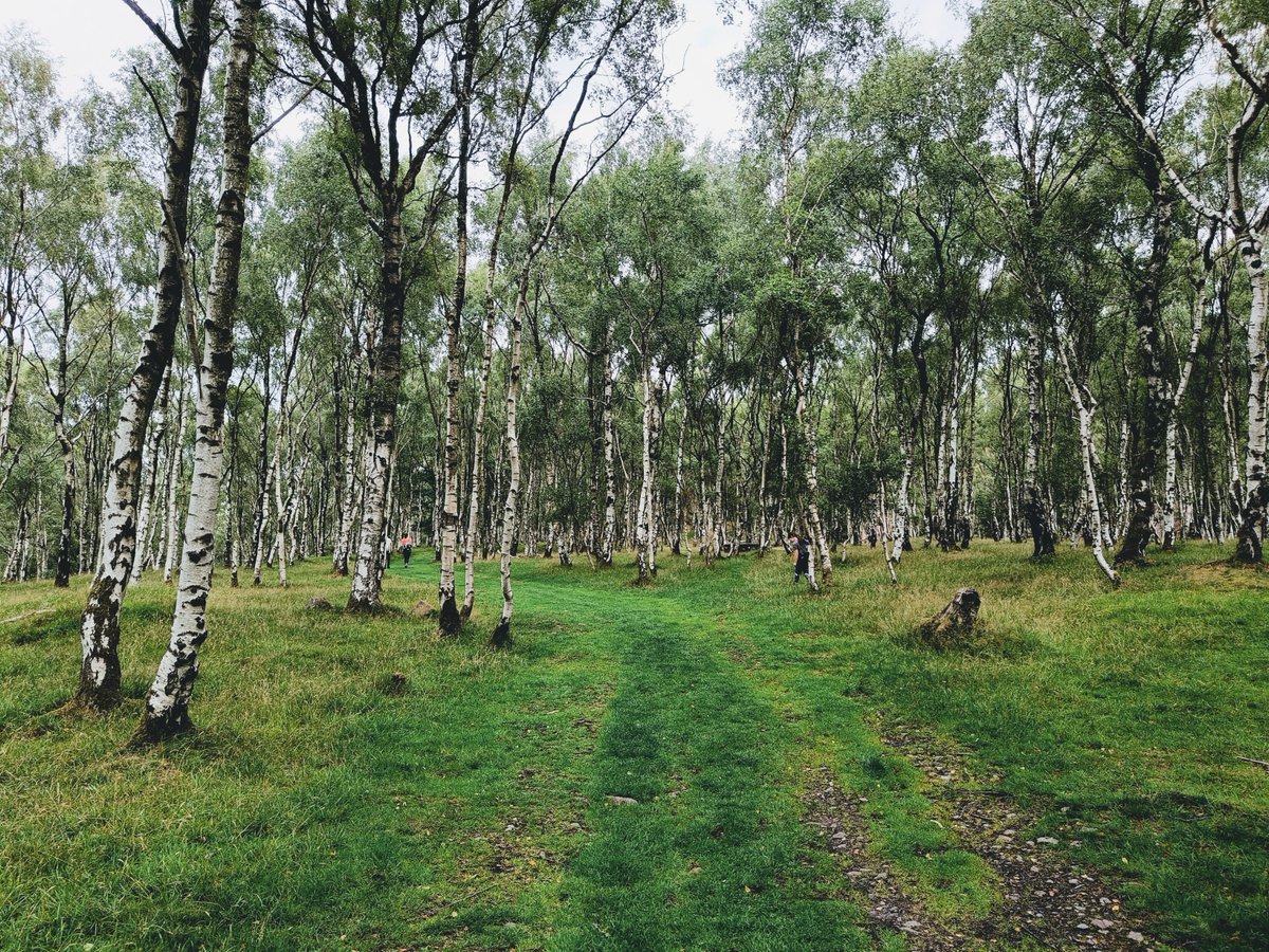 MartiansGame's tweet image. IRL birch forest