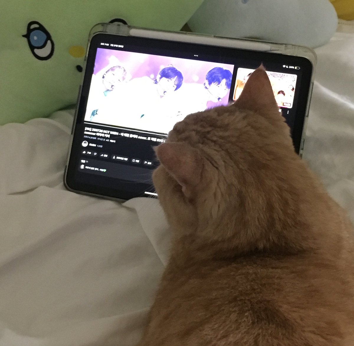 nxomxom's tweet image. 고양이도 보는 아잉 히로세