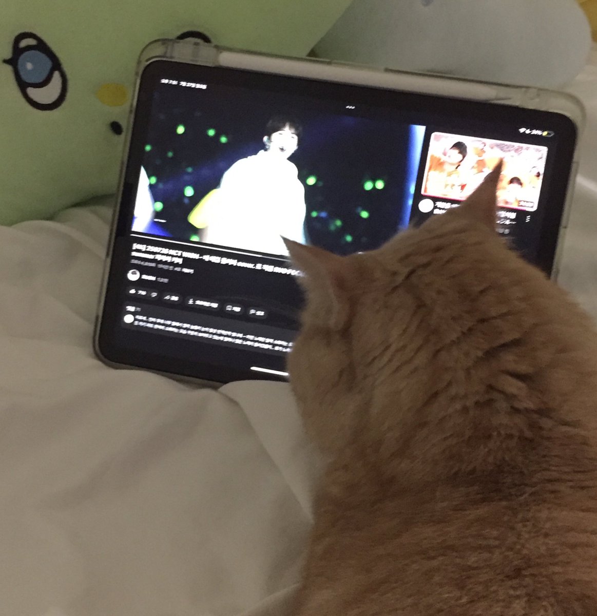nxomxom's tweet image. 고양이도 보는 아잉 히로세