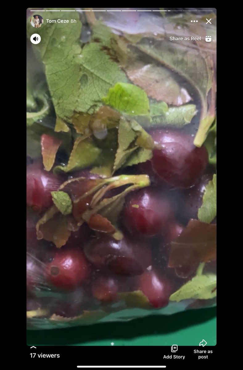 tomceze's tweet photo. Mixing #caffeine with #cathinone might be one way treating #PTSD with #MDMA.

We give energy to People with #depression to go out in public.

Waiting for certain laws to pass before offering @muzunguboda to team up for the local market. #mairunjiCoffee

#miraa #khat #mayirungi https://t.co/pvrG3fEPdp