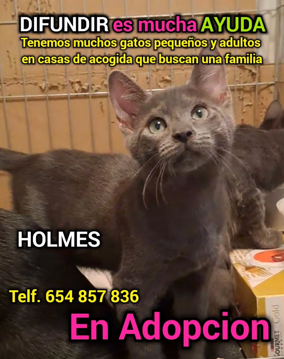 News Feed posts
Santuario Felino Progat Cornellá
19m ·
📷 HOLMES está en casa de acogida de una voluntaria...