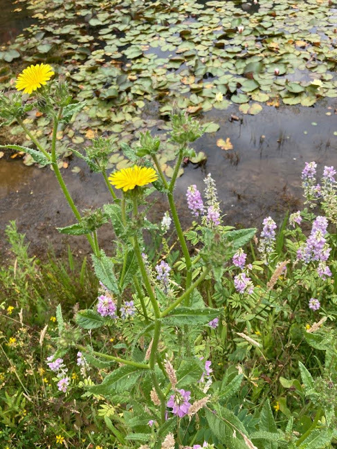 Horsham & Crawley Samaritans tweet media