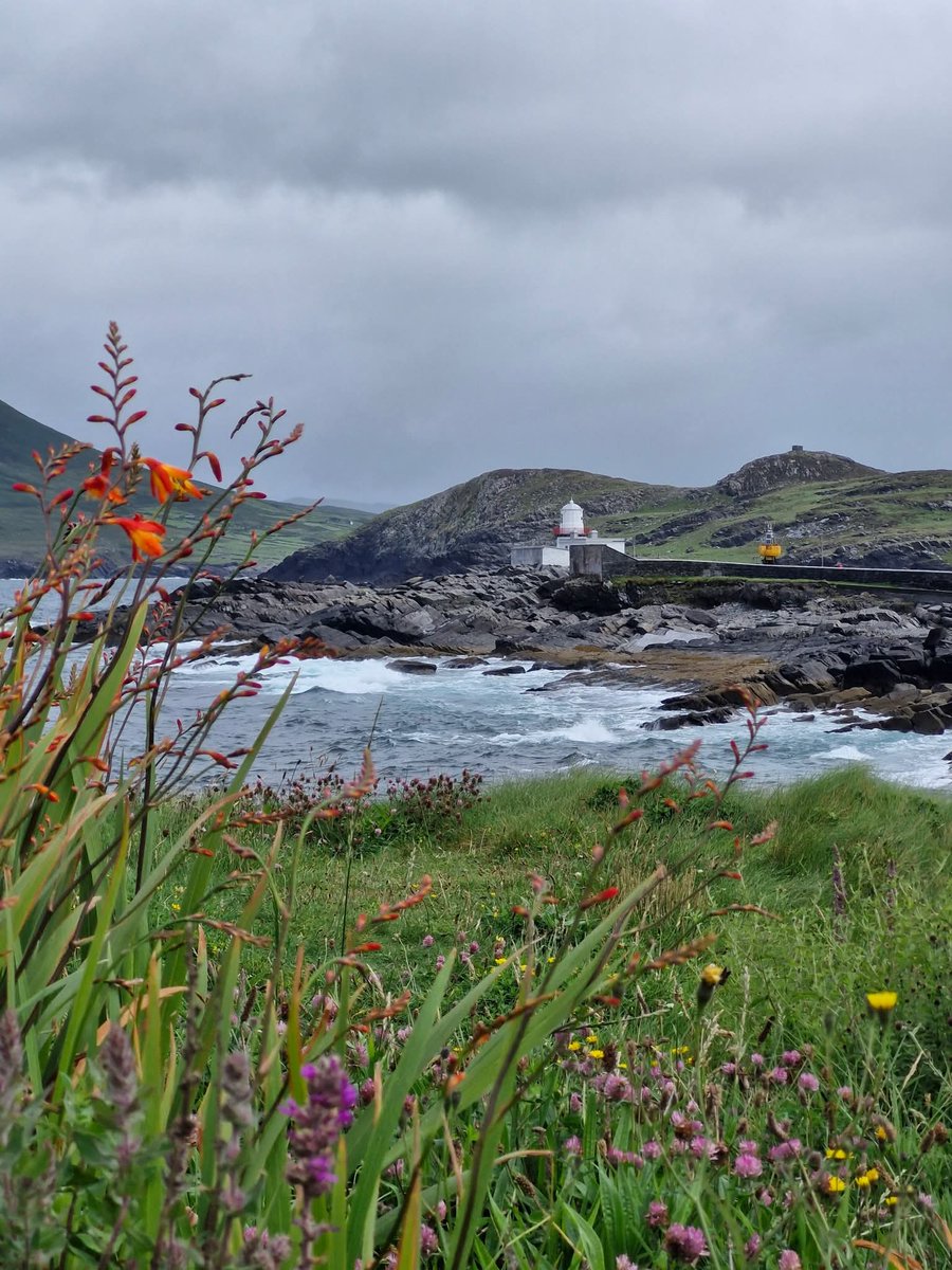 ThisIsIreland3's tweet image. So many beautiful wildflowers this time of year ๐บ ๐๐
๐Valentia Island, Co. Kerry โ๏ธ
๐ธ Kerry Experience Tours (FB)
#kerry #wildatlanticway #ireland #wildflowers #valentiaisland