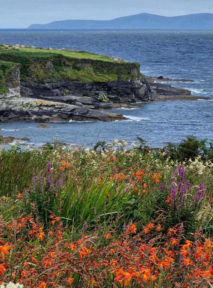 ThisIsIreland3's tweet image. So many beautiful wildflowers this time of year ๐บ ๐๐
๐Valentia Island, Co. Kerry โ๏ธ
๐ธ Kerry Experience Tours (FB)
#kerry #wildatlanticway #ireland #wildflowers #valentiaisland